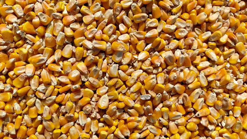 今日玉米价格：2022.10.27全国玉米价格涨跌表