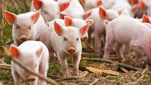 今日猪价：2022.10.27全国外三元生猪价格表
